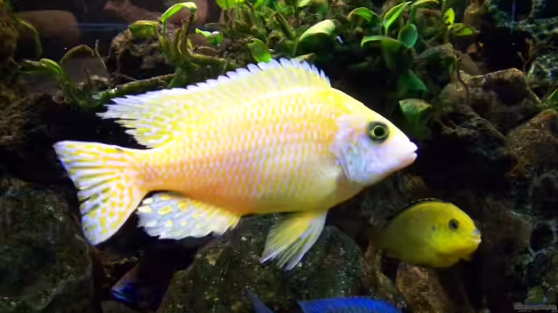 Dekoration im Aquarium Becken 7368 von Andreas Hesse (15)