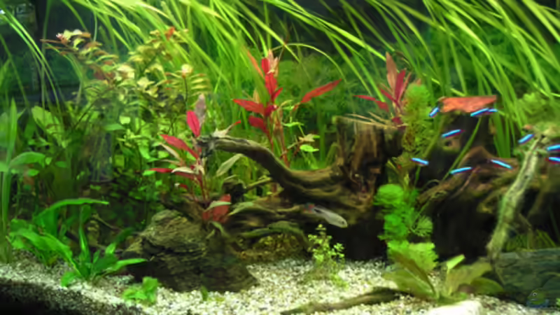 Dekoration im Aquarium Becken 7396 von MacFly (3)