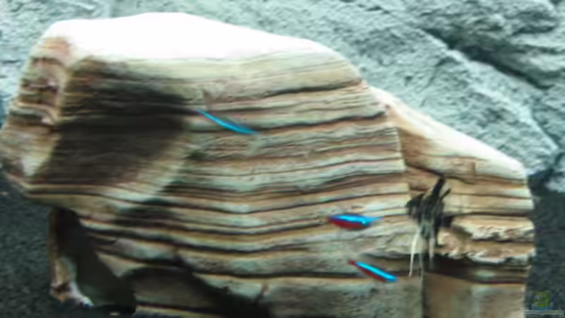 Dekoration im Aquarium Becken 7411 von Marcel (3)