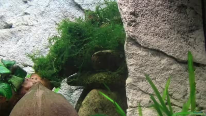 Dekoration im Aquarium Becken 7427 von Florian Glaser (6)