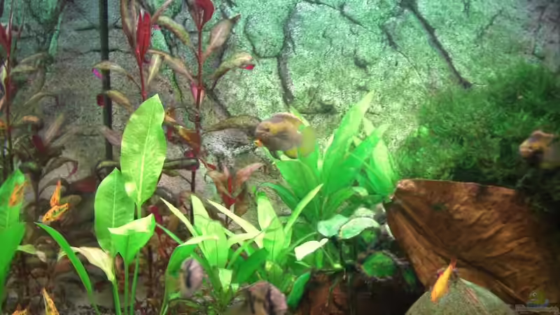 Dekoration im Aquarium Becken 7427 von Florian Glaser (8)