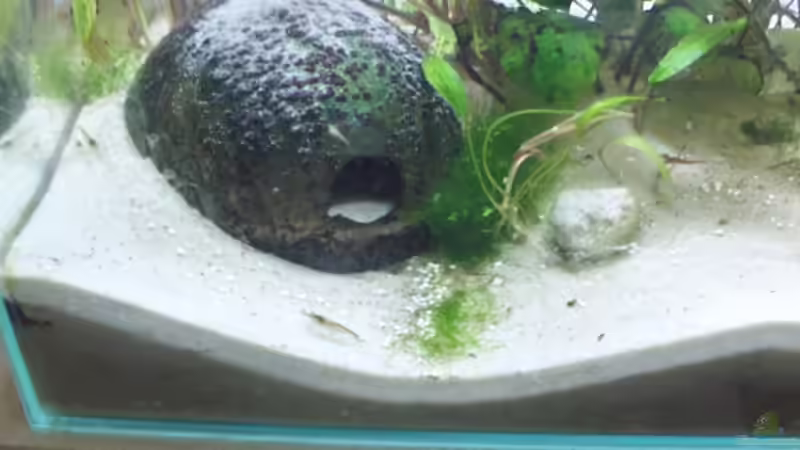 Dekoration im Aquarium Becken 7470 von Daniel (7)