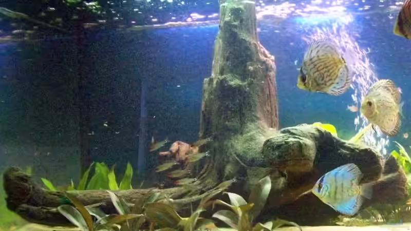 Dekoration im Aquarium Becken 7480 von Sascha Hentrich (6)