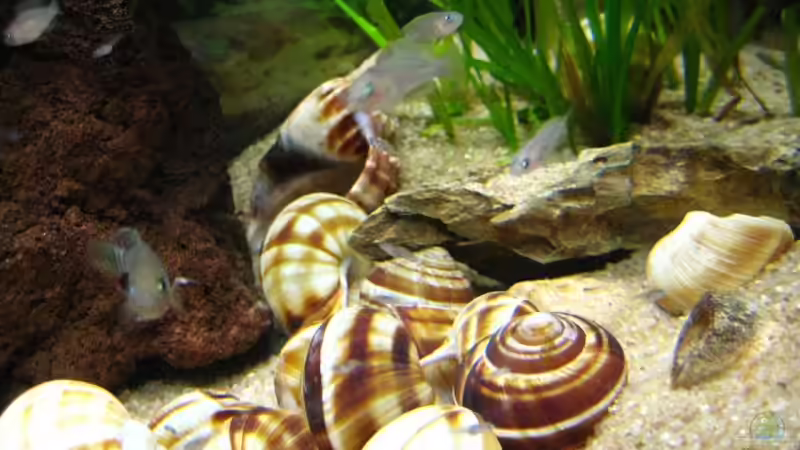 Dekoration im Aquarium Becken 7503 von André Martin (12)