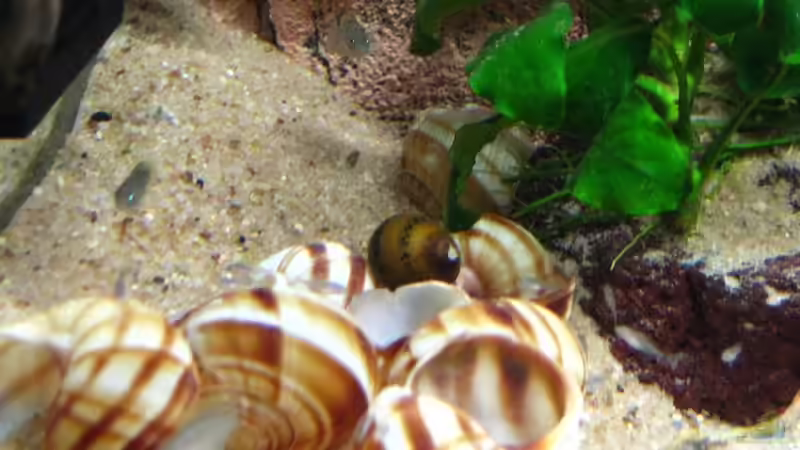 Dekoration im Aquarium Becken 7503 von André Martin (13)