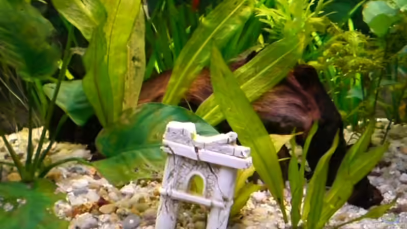 Dekoration im Aquarium Becken 7532 von Frank Schröder (4)