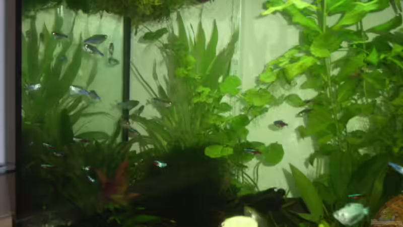 Dekoration im Aquarium Becken 7551 von Joernfie (3)