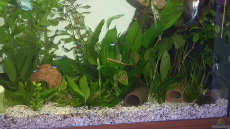 Dekoration im Aquarium Becken 7551 von Joernfie (4)