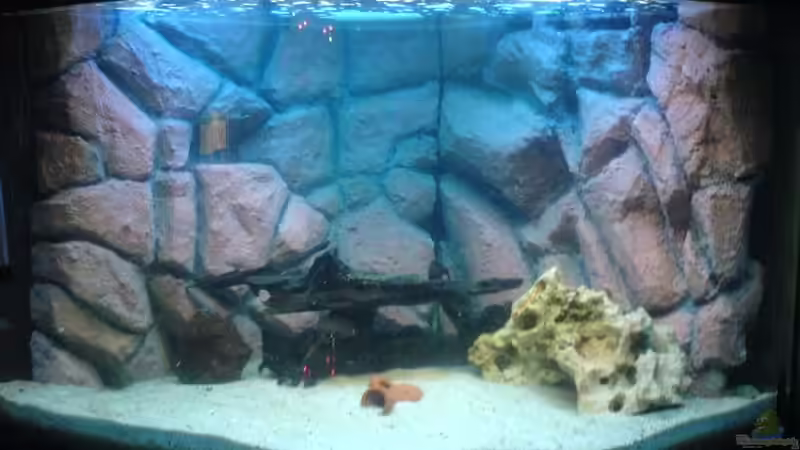 Dekoration im Aquarium Becken 7588 von Markus Gura (13)
