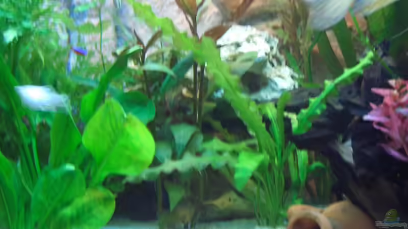 Dekoration im Aquarium Becken 7588 von Markus Gura (14)