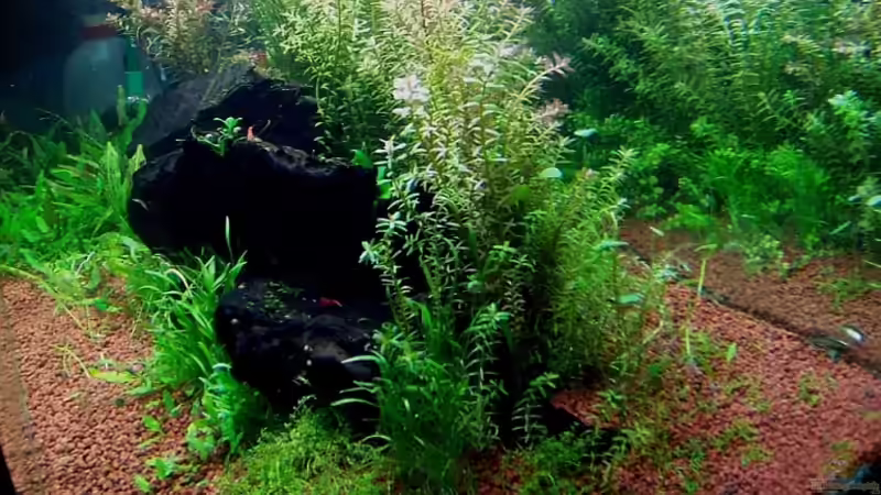 Dekoration im Aquarium Becken 7591 von J.Liebold (8)