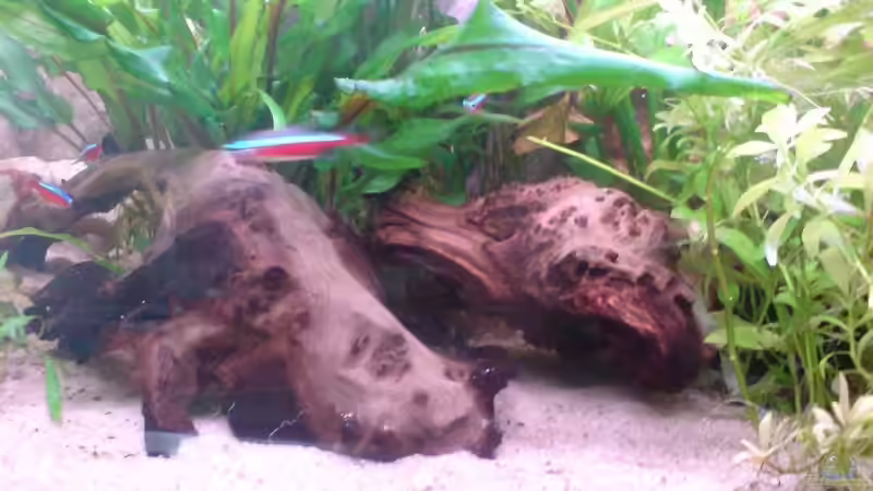 Dekoration im Aquarium Becken 7685 von Thorsten Hoch (13)