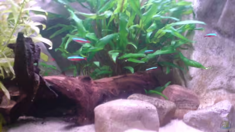 Dekoration im Aquarium Becken 7685 von Thorsten Hoch (14)