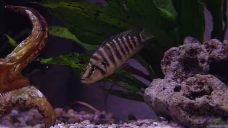 Dekoration im Aquarium Becken 77 von Peter Grob (2)