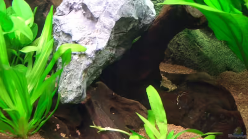 Dekoration im Aquarium Becken 7721 von Marc (6)