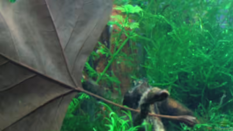 Dekoration im Aquarium Becken 7745 von KARNIK (4)