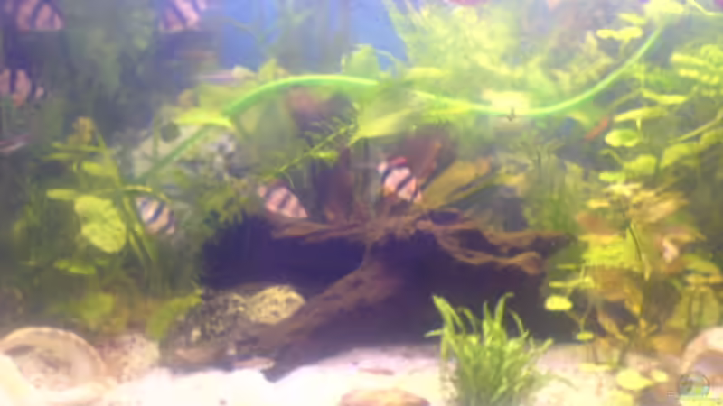 Dekoration im Aquarium Becken 7752 von Lars Albrecht (5)