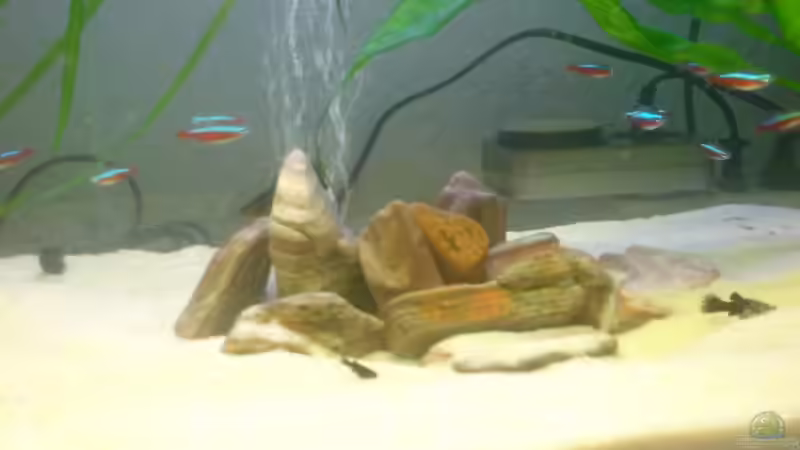 Dekoration im Aquarium Becken 7767 von K.one.S (8)