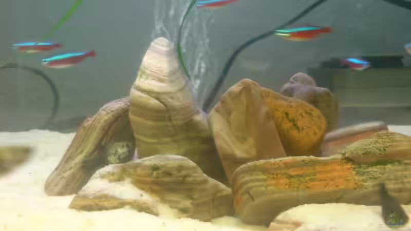 Dekoration im Aquarium Becken 7767 von K.one.S (9)