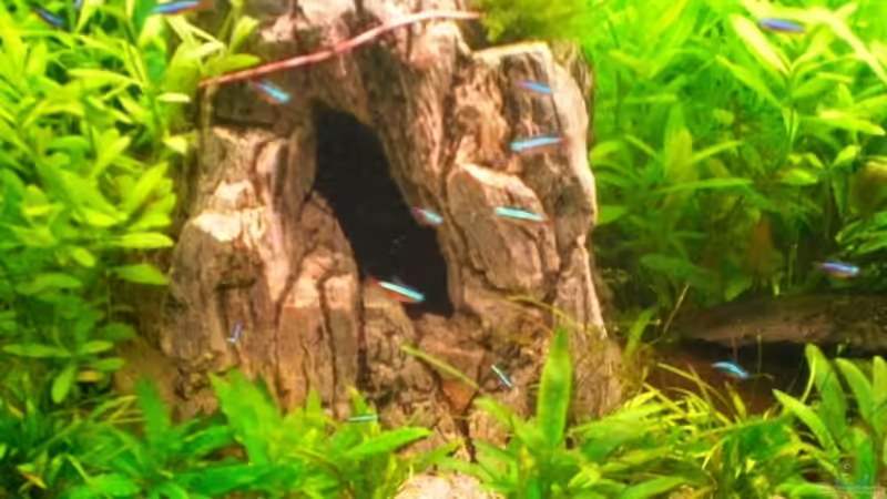 Dekoration im Aquarium Becken 7771 von Thoschi (4)