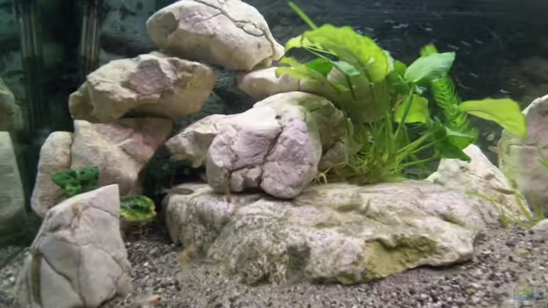 Dekoration im Aquarium Becken 7798 von Fred (2)