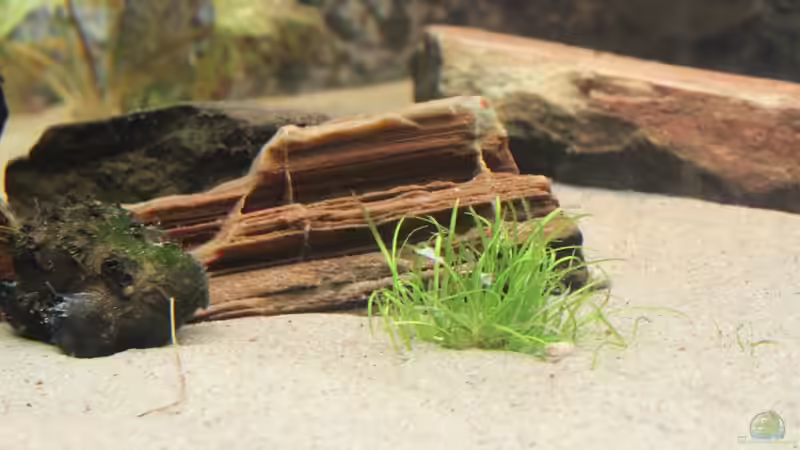 Dekoration im Aquarium Becken 7827 von chris und nina (3)