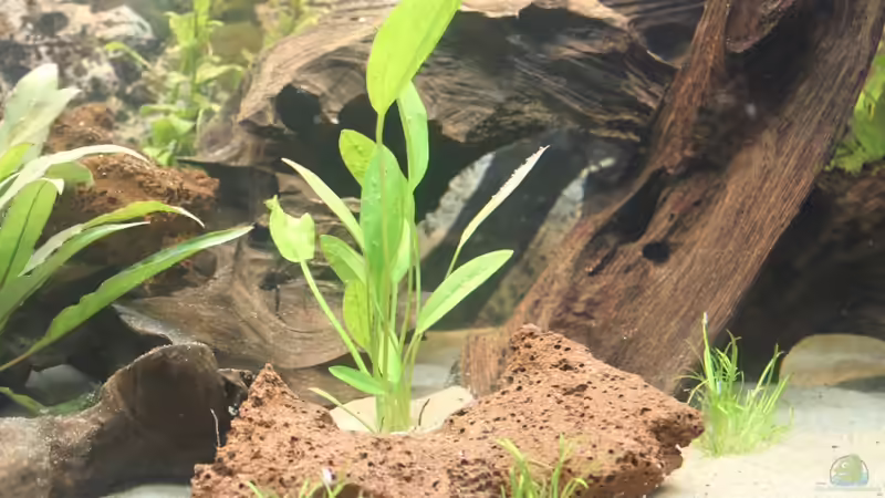 Dekoration im Aquarium Becken 7827 von chris und nina (4)