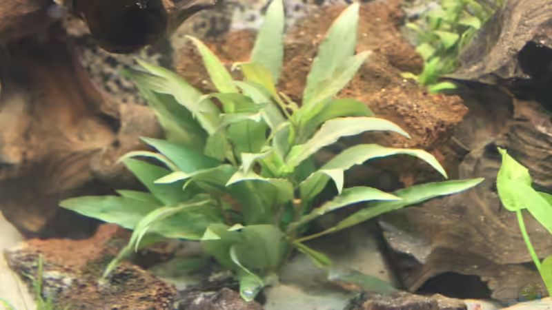 Dekoration im Aquarium Becken 7827 von chris und nina (5)