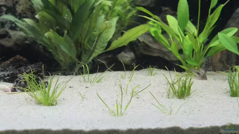 Dekoration im Aquarium Becken 7827 von chris und nina (6)