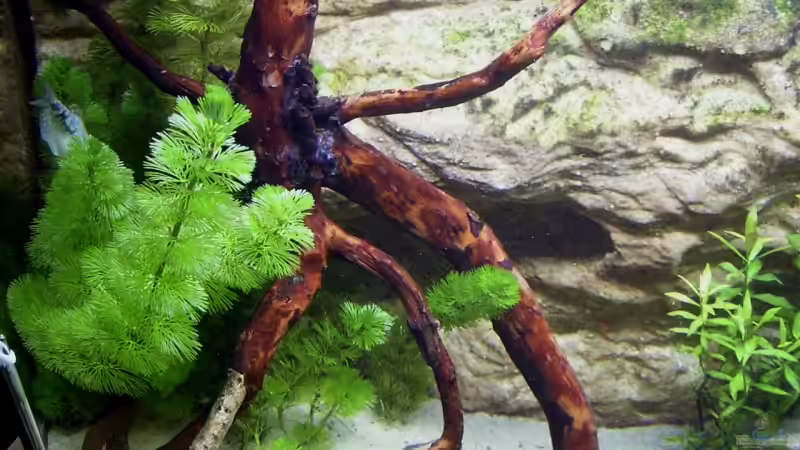 Dekoration im Aquarium Becken 7837 von Manuel (3)