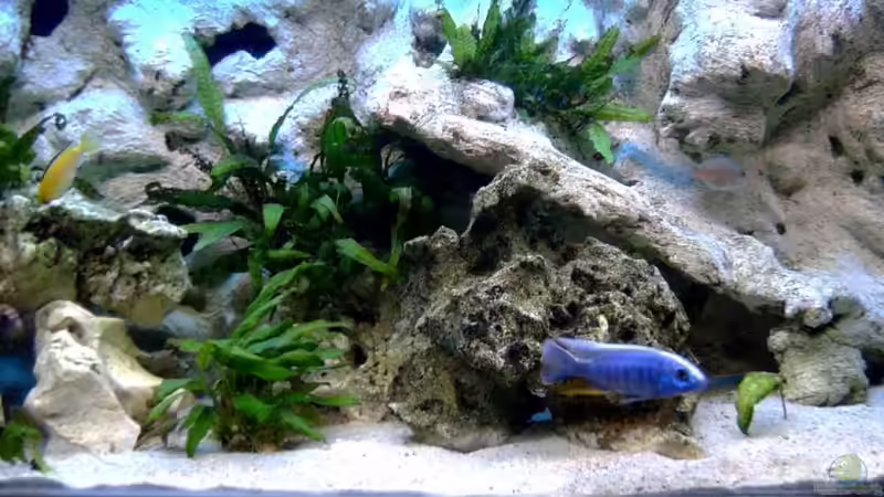 Dekoration im Aquarium Becken 7863 von Christian Grünke (9)