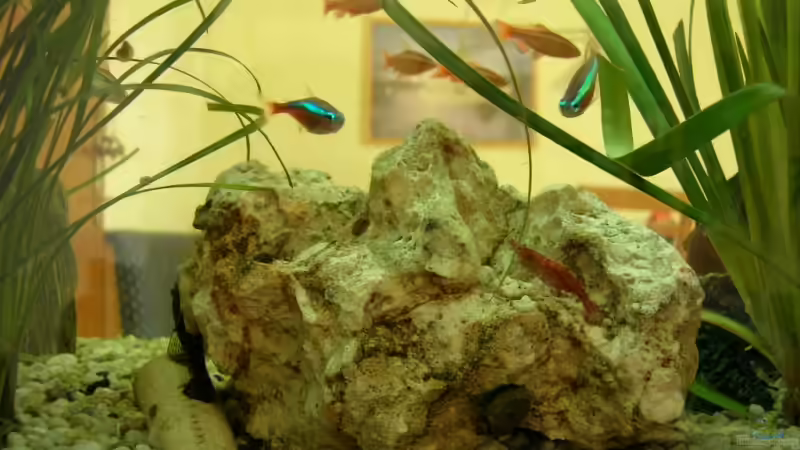 Dekoration im Aquarium Becken 7931 von steini76 (4)