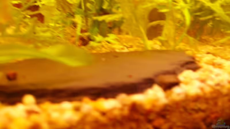 Dekoration im Aquarium Becken 7950 von leip1 (16)