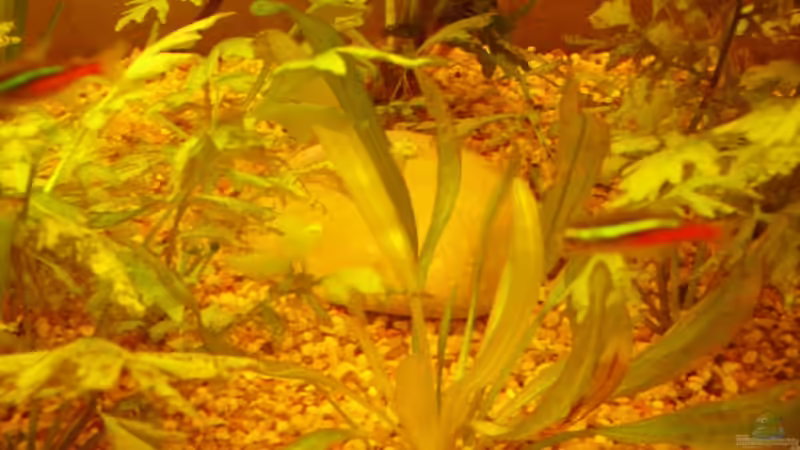 Dekoration im Aquarium Becken 7950 von leip1 (17)