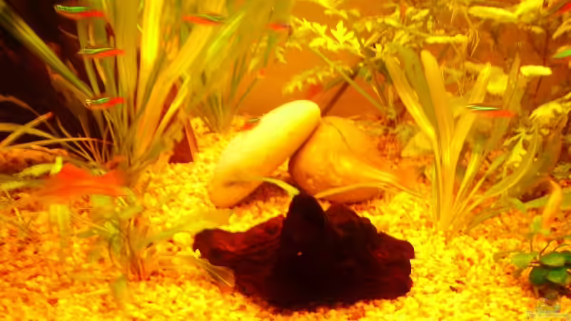 Dekoration im Aquarium Becken 7950 von leip1 (18)