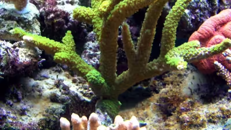 Dekoration im Aquarium Becken 7965 von Lars Leonhardt (18)