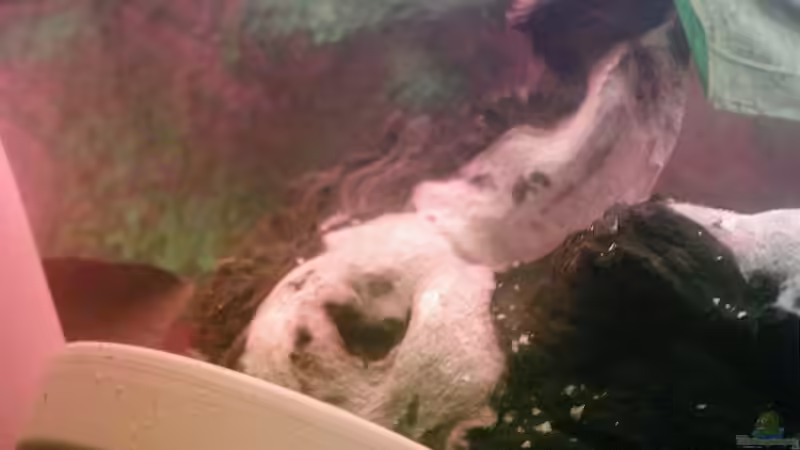 Dekoration im Aquarium Becken 7972 von Wirbellose-Arenth (4)