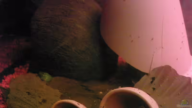 Dekoration im Aquarium Becken 7972 von Wirbellose-Arenth (6)