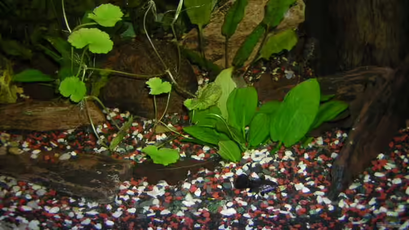 Dekoration im Aquarium Becken 7978 von Kevin Raubold (3)