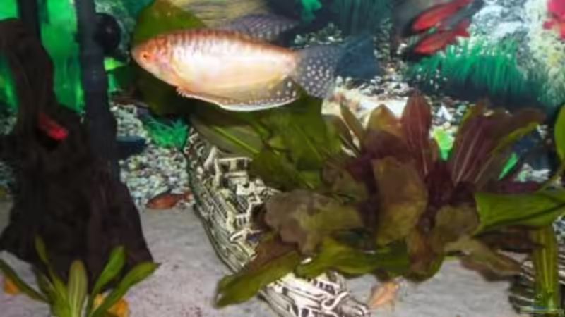 Dekoration im Aquarium Becken 8011 von Ungerchen (4)