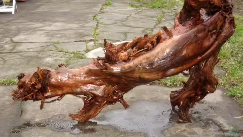 Dekoration im Aquarium Becken 8016 von Christian Höhne (3)