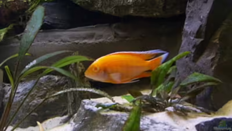 Dekoration im Aquarium Becken 806 von Michael Gründl (10)