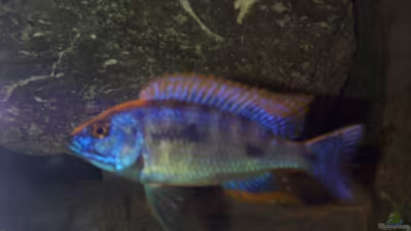 Dekoration im Aquarium Becken 806 von Michael Gründl (12)