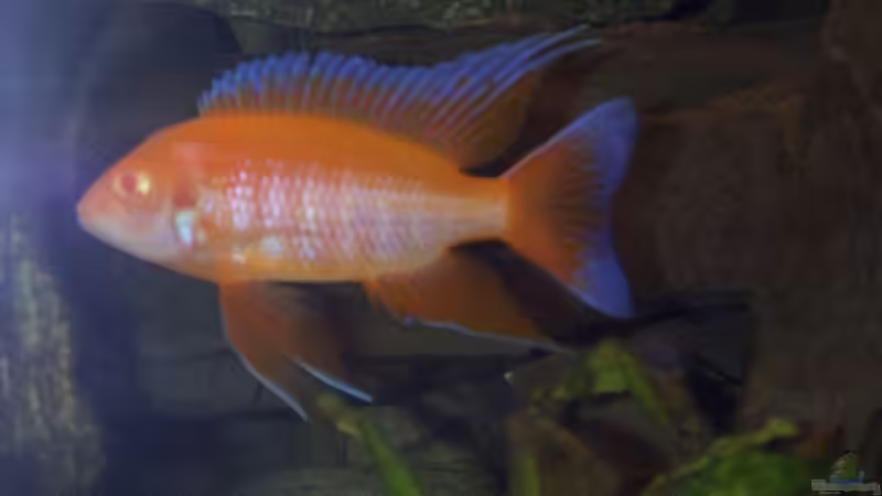 Dekoration im Aquarium Becken 806 von Michael Gründl (13)