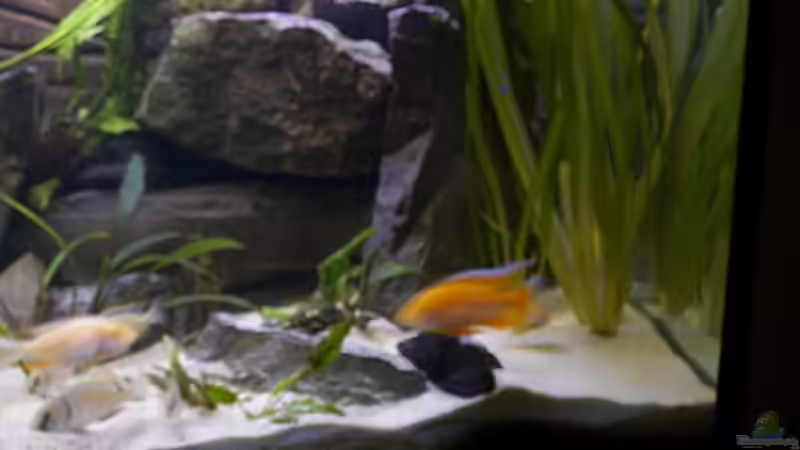 Dekoration im Aquarium Becken 806 von Michael Gründl (7)