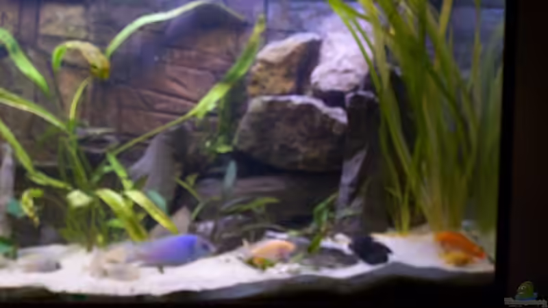 Dekoration im Aquarium Becken 806 von Michael Gründl (8)