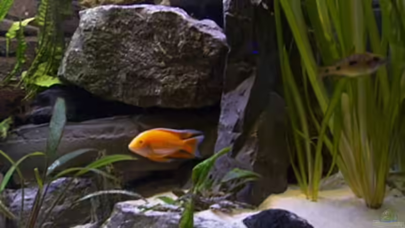 Dekoration im Aquarium Becken 806 von Michael Gründl (9)