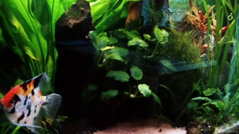 Dekoration im Aquarium Becken 8066 von Sebastian Becker (14)