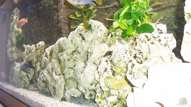 Dekoration im Aquarium Becken 8076 von Stefan Schulz (28)