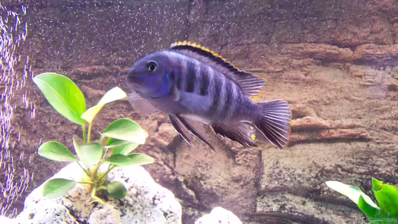 Dekoration im Aquarium Becken 8076 von Stefan Schulz (30)